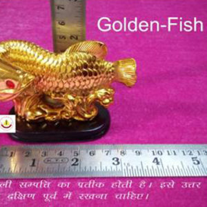 golden fish-2