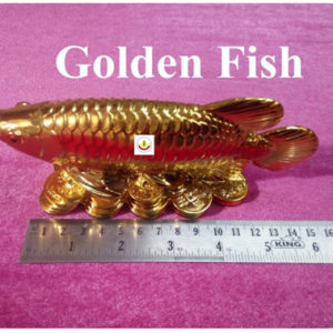 golden fish-3