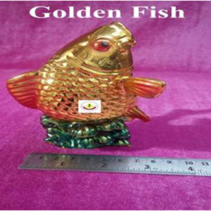 golden fish-4